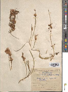 spécimen de Cuscuta epithymum