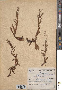 spécimen de Myosotis palustris