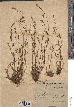 spécimen de Myosotis versicolor