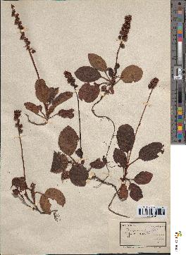 spécimen de Pyrola minor