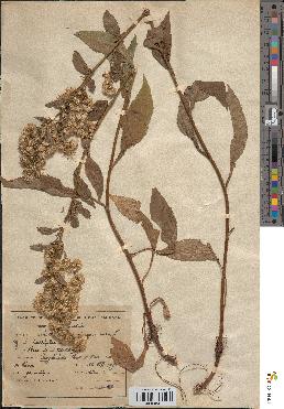 spécimen de Solidago virga-aurea