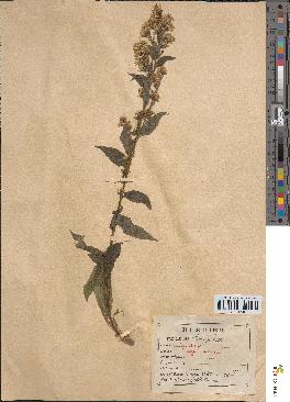 spécimen de Solidago virga-aurea