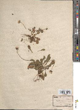 spécimen de Solidago virga-aurea