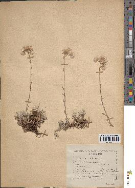 spécimen de Antennaria dioica
