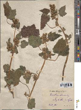 spécimen de Xanthium strumarium