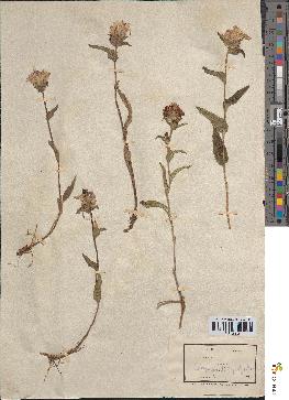 spécimen de Campanula glomerata