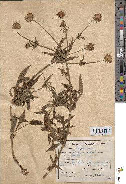 spécimen de Knautia arvensis