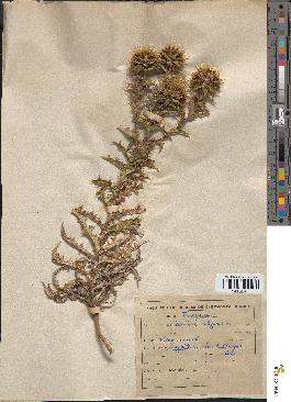 spécimen de Carlina vulgaris