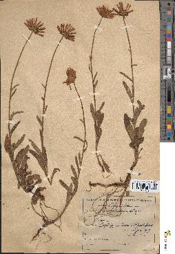 spécimen de Leucanthemum vulgare