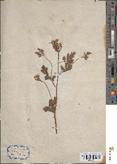 spécimen de Chrysanthemum parthenium