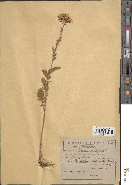 spécimen de Senecio viscosus