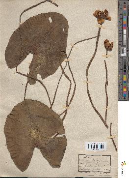 spécimen de Nuphar lutea