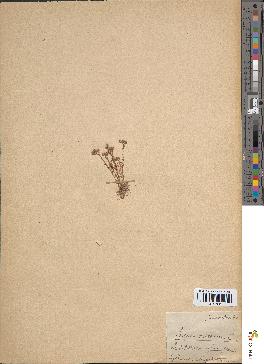 spécimen de Sedum villosum