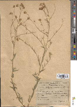 spécimen de Alyssum incanum