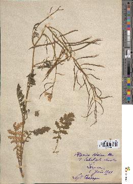 spécimen de Sinapis cheiranthos