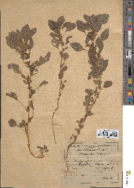 spécimen de Amaranthus deflexus