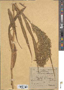 spécimen de Panicum miliaceum