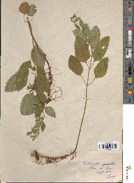 spécimen de Calamintha grandiflora