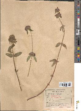 spécimen de Calamintha clinopodium