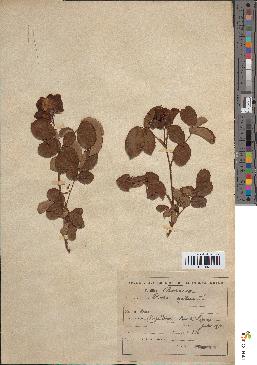 spécimen de Rosa gallica