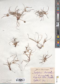 spécimen de Cyperus michelianus