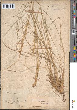 spécimen de Stipa pennata
