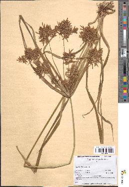 spécimen de Cyperus esculentus