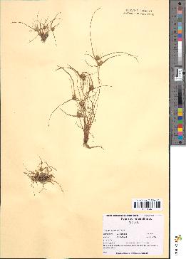 spécimen de Cyperus michelianus