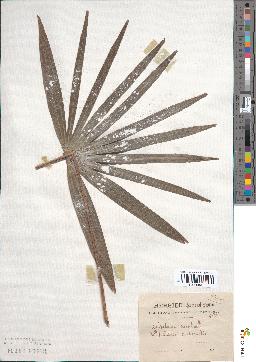spécimen de Livistona australis