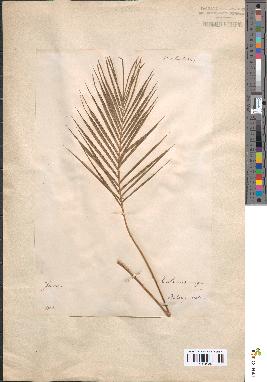 spécimen de Calamus niger