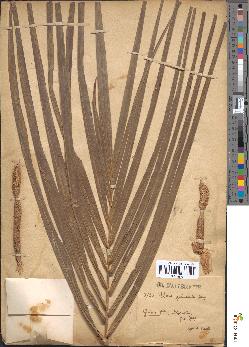spécimen de Elaeis guineensis