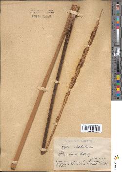spécimen de Typha elephantina