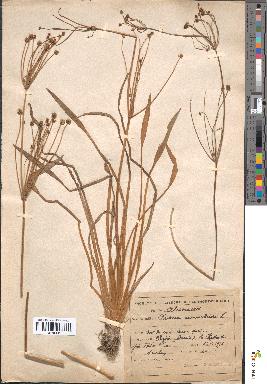 spécimen de Alisma ranunculoides