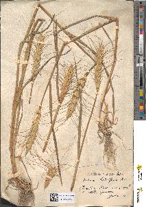 spécimen de Triticum sativum