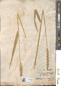 spécimen de Triticum sativum
