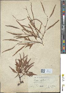 spécimen de Fagus silvatica