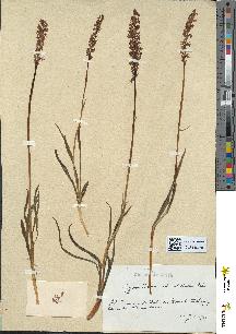 spécimen de Gymnadenia odoratissima