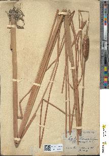 spécimen de Typha laxmanni