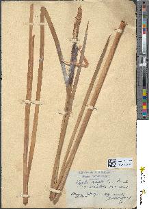 spécimen de Typha latifolia