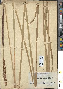 spécimen de Typha angustifolia