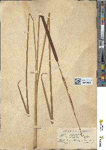 spécimen de Typha angustifolia