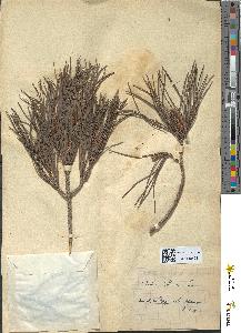 spécimen de Pinus pinea