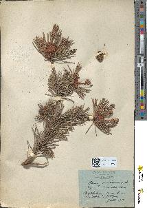 spécimen de Pinus uncinata