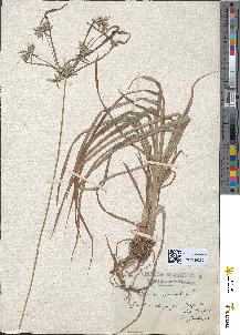 spécimen de Cyperus esculentus