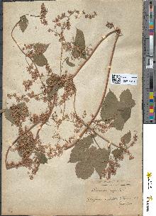 spécimen de Humulus lupulus