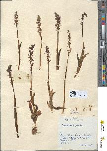 spécimen de Aceras anthropophora