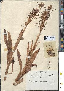 spécimen de Loroglossum hircinum