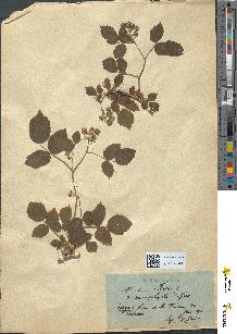 spécimen de Rubus idaeus