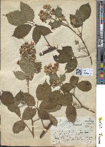 spécimen de Rubus insericatus