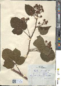 spécimen de Rubus koehleri